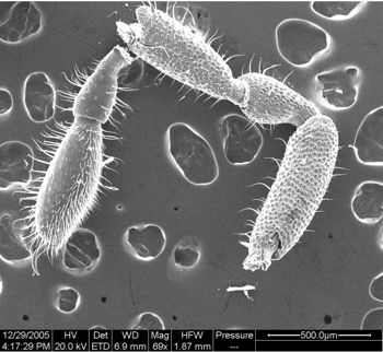 Media type: image;   Invertebrate Zoology 134654